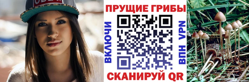 Галлюциногенные грибы MAGIC MUSHROOMS  Купить закладки  Талдом 